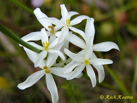 {Sabatia difformis}